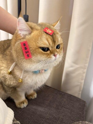 养到了真正的招财猫，福到财到