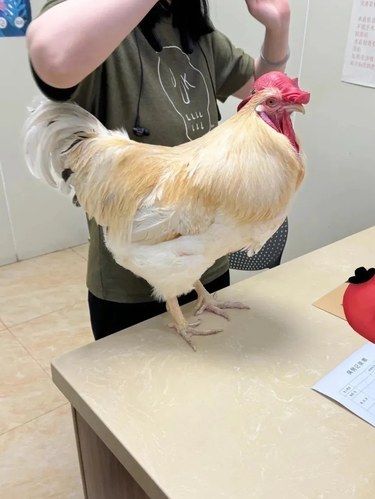 带我家鸡去宠物医院！医生都懵了…[尴尬]