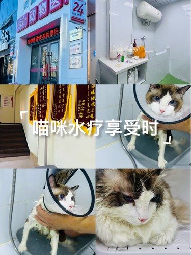 年糕日记被洗香香的一天[笑脸]
