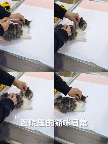 带着毛孩子体检的一天