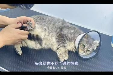头套挡住的永远看不见