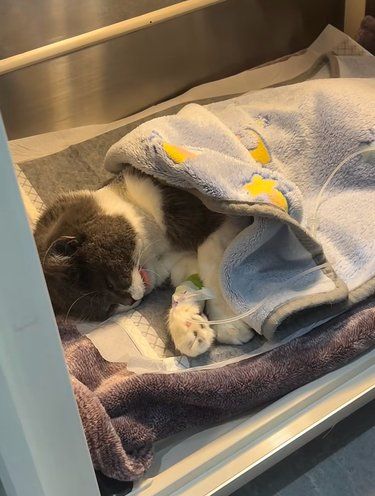我的猫说他不想回家了……[尴尬][尴尬][尴尬]