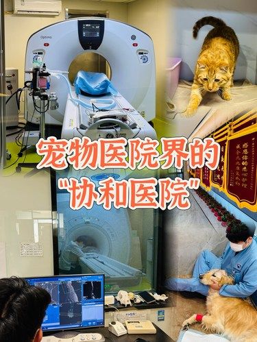 五星级动物医院｜全国各地的疑难杂症都往这送！