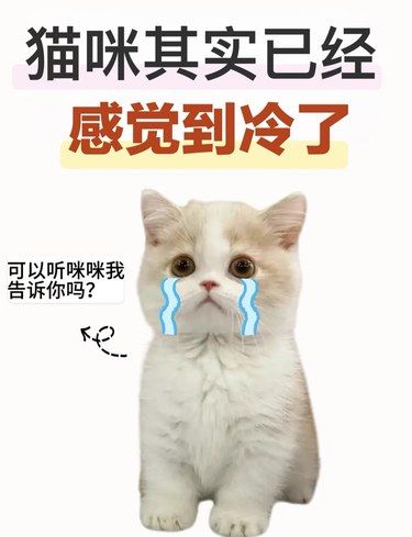 猫咪冷的表现‼️