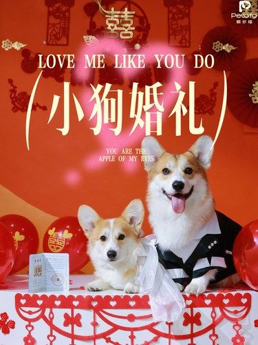 新人狗狗甜蜜时刻 小狗婚礼
