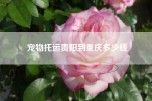 宠物托运贵阳到重庆多少钱
