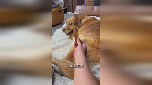 狗子苦瓜脸瞬间变笑脸