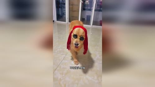 狗子戴上墨镜走秀
