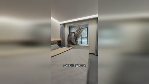 没见过如此之大的猫咪