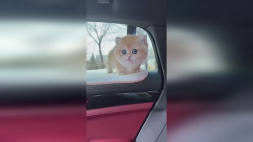 小猫在车上的惊险瞬间