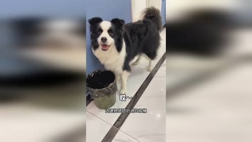 边牧严格执行主人命令