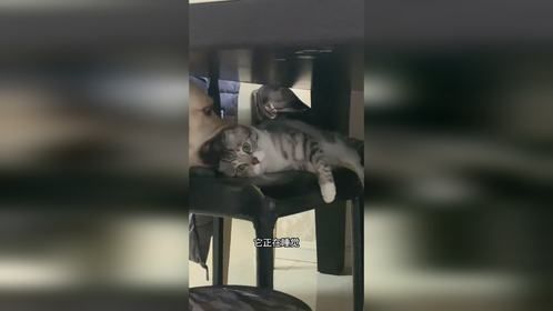 狗子欺负睡觉猫咪