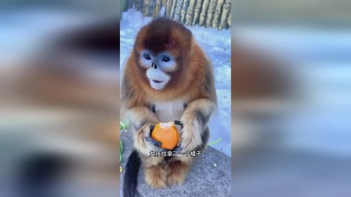 猴子吃橘子皮都不扔