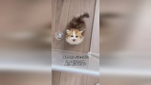人前人后猫咪两个样