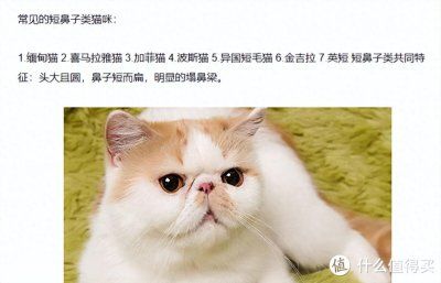 宠物航空托运全攻略整理 避免踩坑