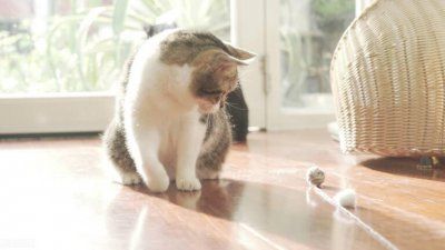 猫冬天会发情吗？应该如何去护理
