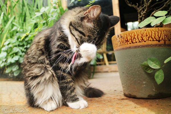 猫、宠物 (2)