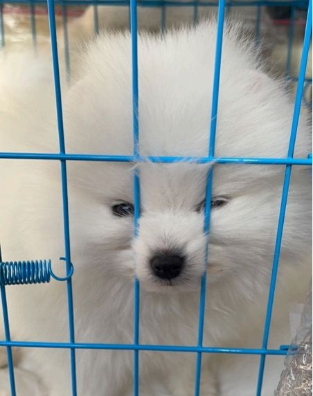 （因笼子挤压，导致眼睛鼻子嘴巴的特征坐标水准，从而无法识别）