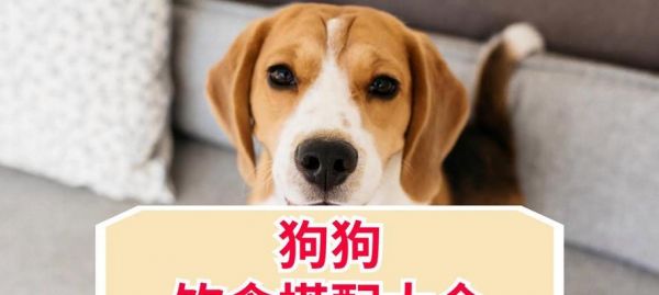宠物如何改变你的生活方式？