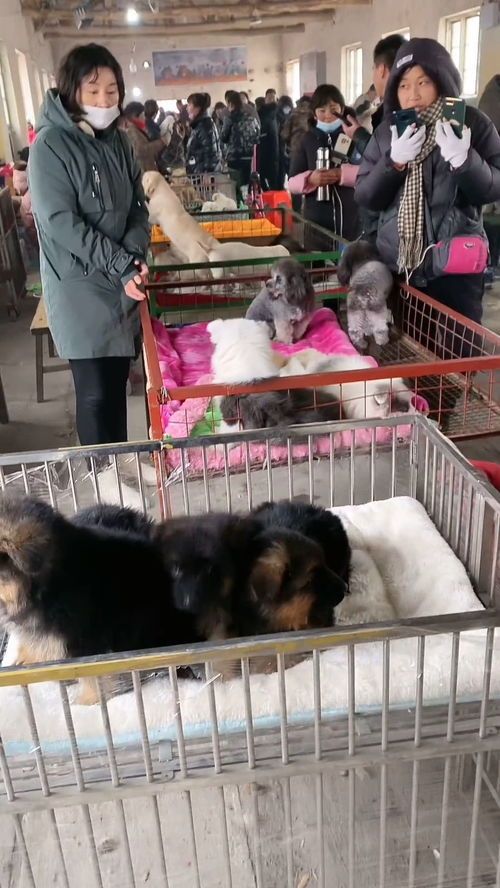 徐州宠物市场：了解宠物市场的前世今生？徐州宠物市场购买指南