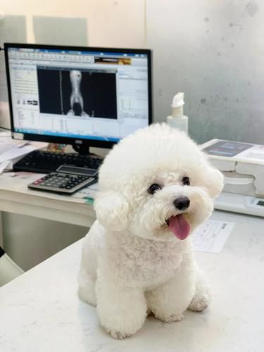 狗狗体检：我妈今天又给我花钱了！
