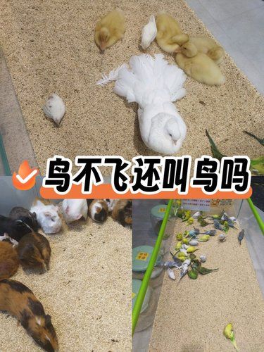 鸟不飞还叫鸟吗？