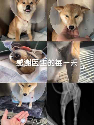 真心推荐！心禾国际动物医院救了我家小柴宝