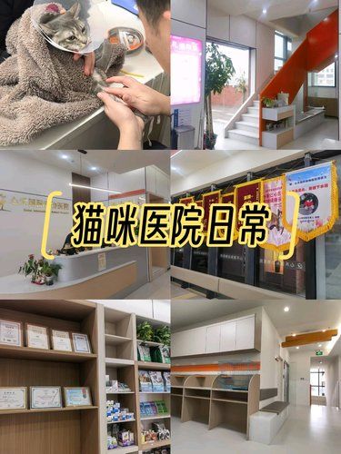 心禾国际动物医院，猫咪的温暖港湾