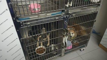 维娅动物医院 | 毛孩子的健康守护站