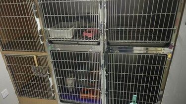 维娅动物医院猫咪住院体检全记录
