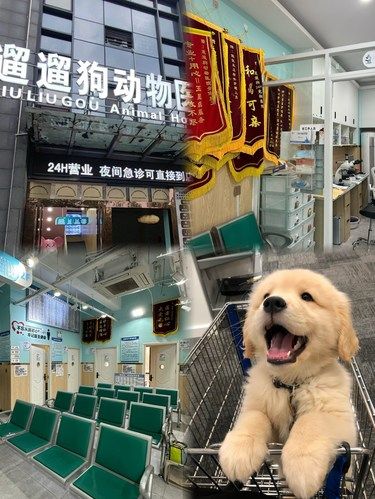 宠物们的健康守护者‍⚕️
