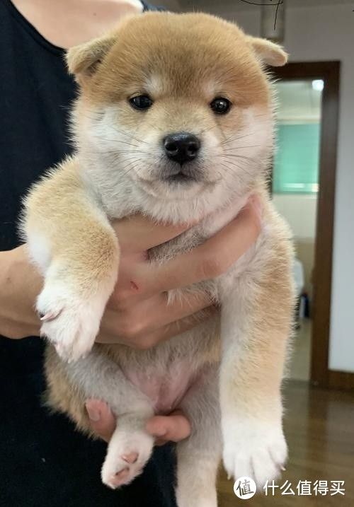 我家那只“小犟驴”柴犬