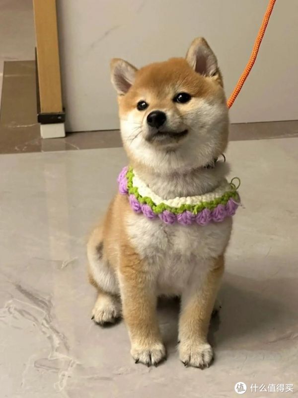 我家那只“小犟驴”柴犬