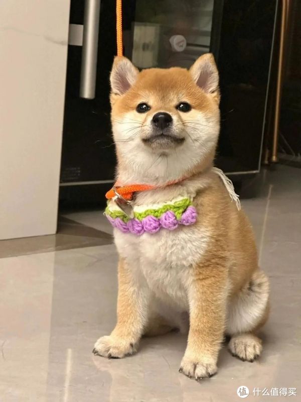 我家那只“小犟驴”柴犬