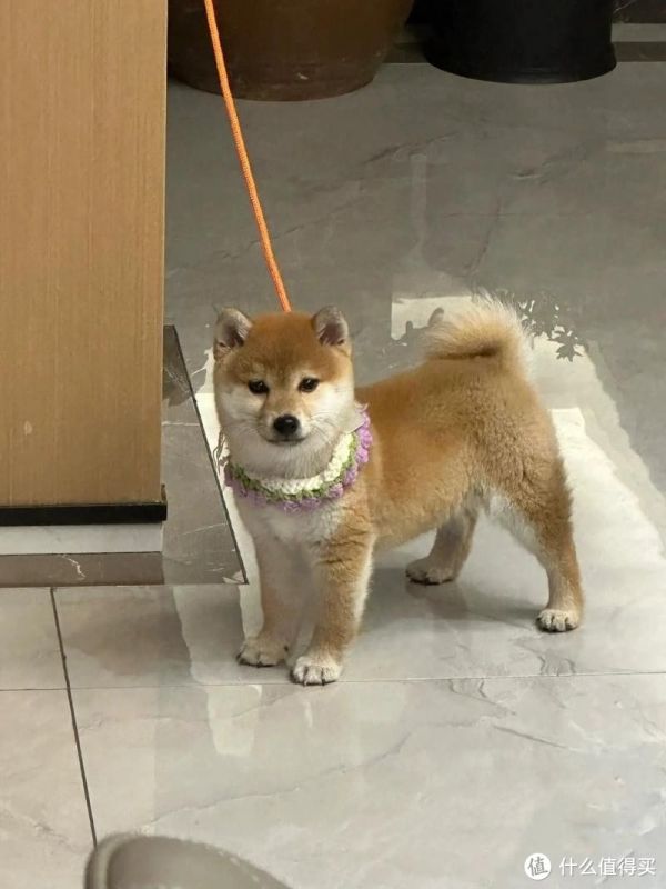 我家那只“小犟驴”柴犬