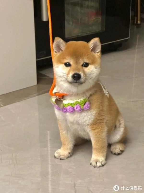 我家那只“小犟驴”柴犬