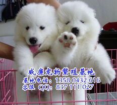 一、萨摩耶犬：优雅的微笑天使