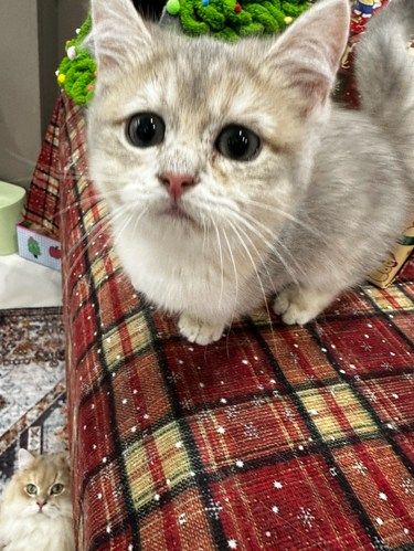 宝盈猫屋 小猫好可爱[流泪]