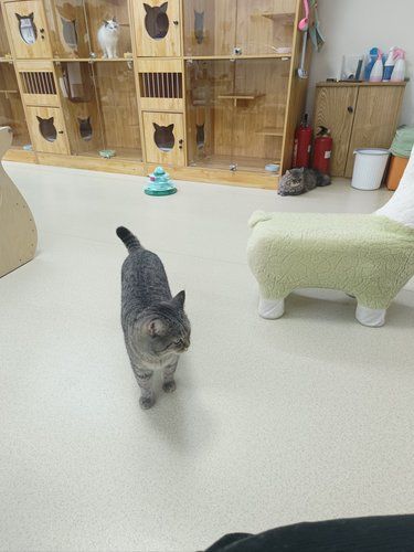 猫咖
