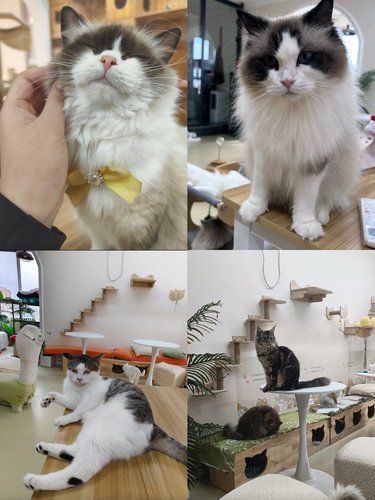 冬日撸猫，掌心与绒毛的温暖邂逅