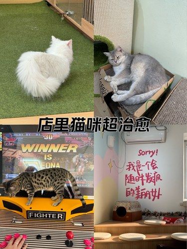 放松喵～心情也融化