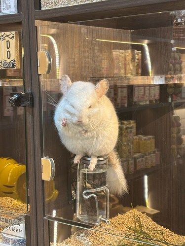 啊啊啊啊啊龙猫好可爱！！！
