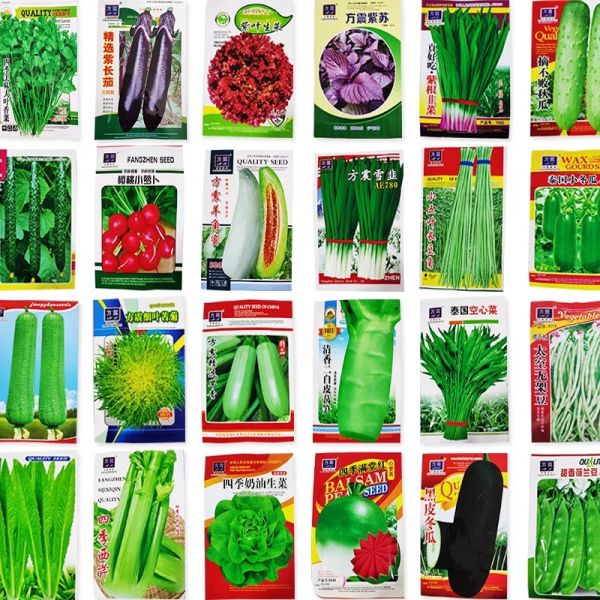 蔬菜种子大叶香菜四季