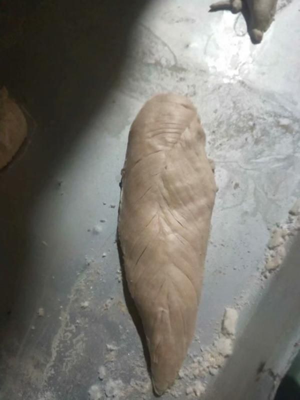 江西宠物零食冻干厂家