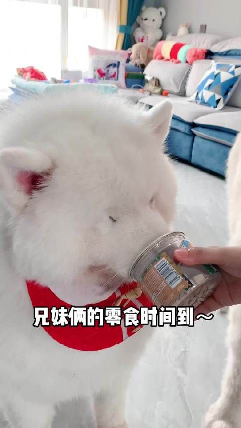 家有萌宠 好吃的生骨肉冻干来了，猫咪狗狗都爱吃的零食……