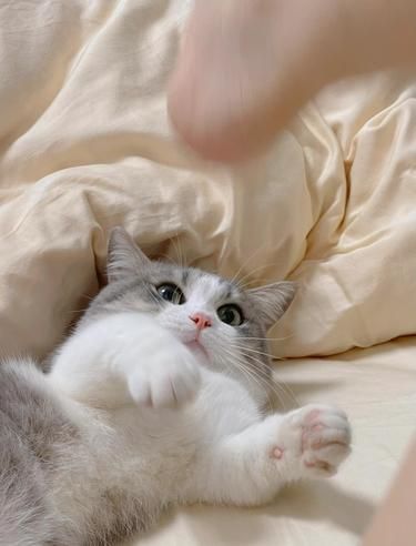 咦～这么可爱的小猫咪 来一脚