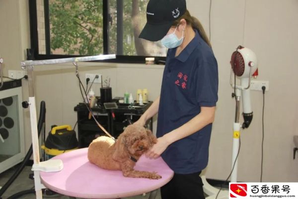 如何开宠物店？开一家宠物店的所有流程？