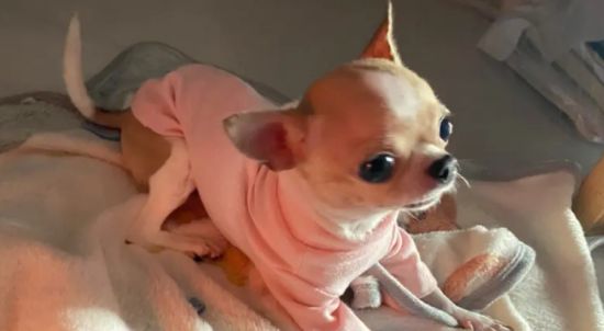 吉娃娃体型体重对照表
