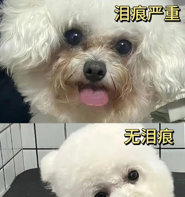 吉娃娃凸眼流泪正常吗？如何处理？
