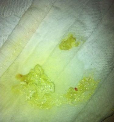 宠物吃不香怎么办？——教你应对吉娃娃食欲不振问题（从健康、环境、饮食等方面找到症结，让你的宠物重拾胃口）